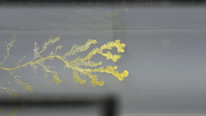 Slime mold exploring its environment to find food sources